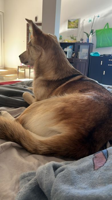 2 câini Husky se oferă spre adopție