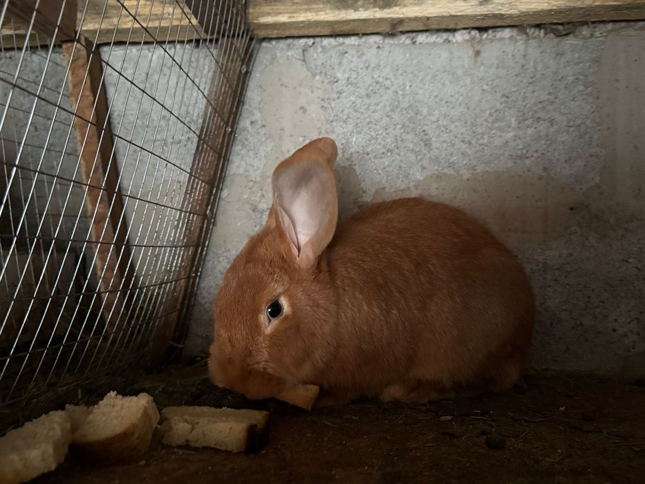 Продам кроликов, кролчат