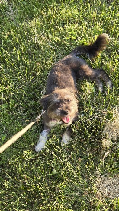 Catelusa pentru adoptie, talie mica, sterilizata