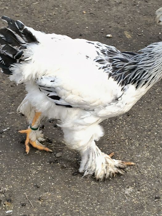 Vând cocoși brahma rasa pura sunt vaccinate