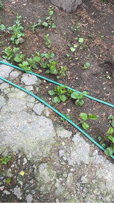 Ростки вишни