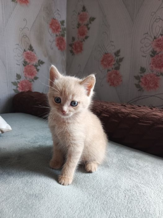 В добрые руки котята мальчики