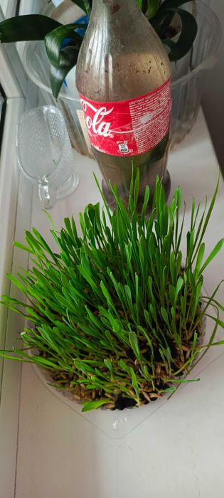 Овёс пророщенный для котиков