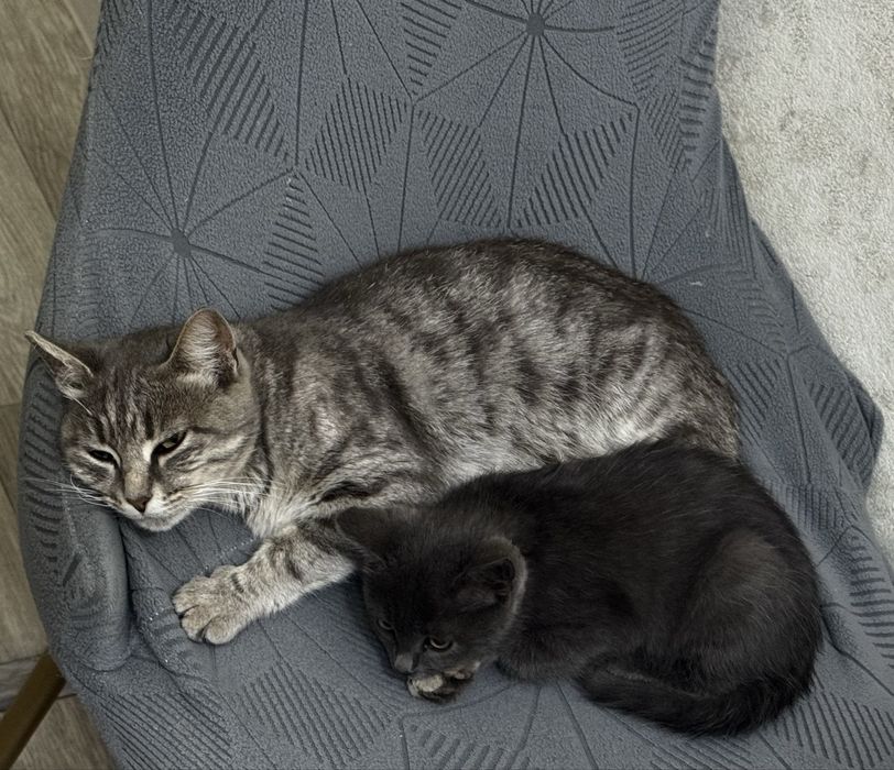 Красивые Котята в добрые руки