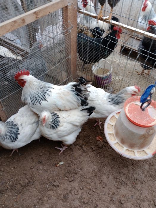 Vând familie de păsări Australorp