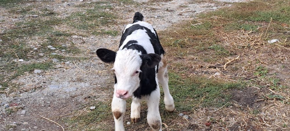 Vand vitel holstein