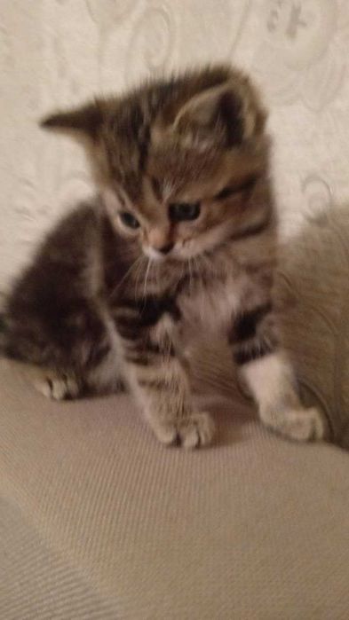 котенок шотландский  страйт