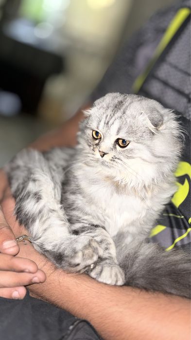 продоется кошка скотиш фолд