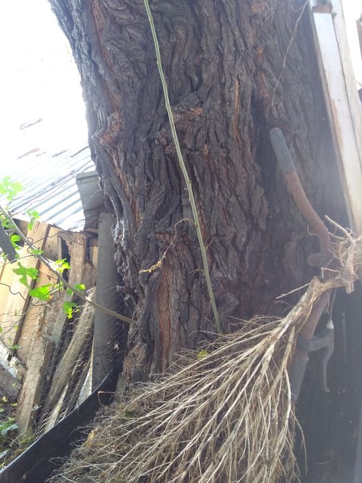 Dud in vegetatie de vanzare