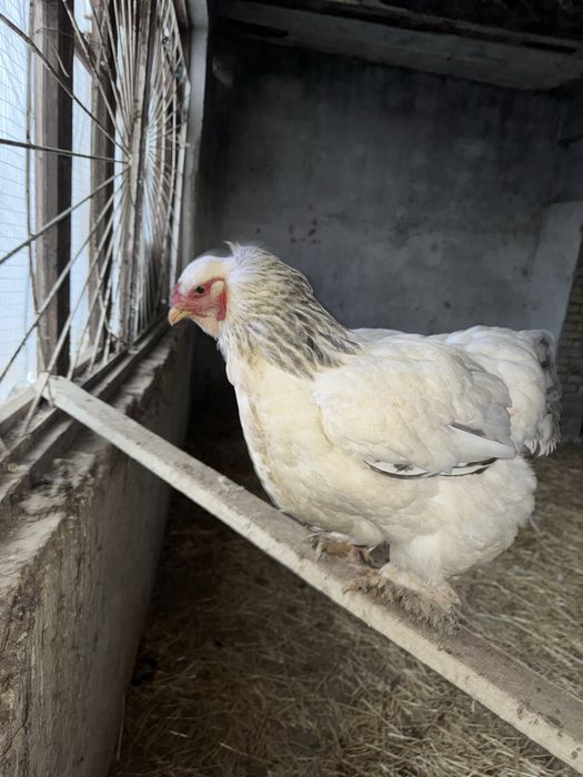 Brama tovuqlari va xo'roz sotiladi