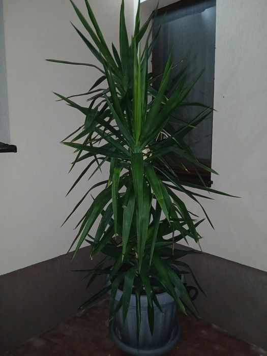 Yucca elephantipes