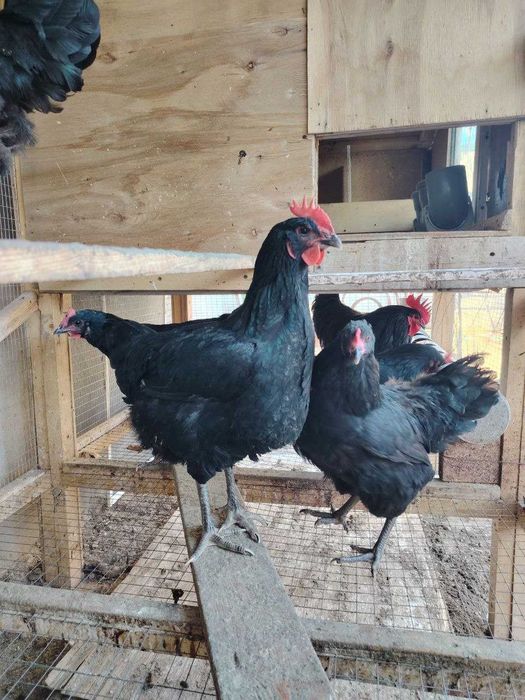 Инкубатор тухум сотилади.