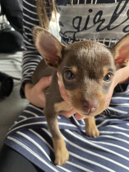 Русский той терьер