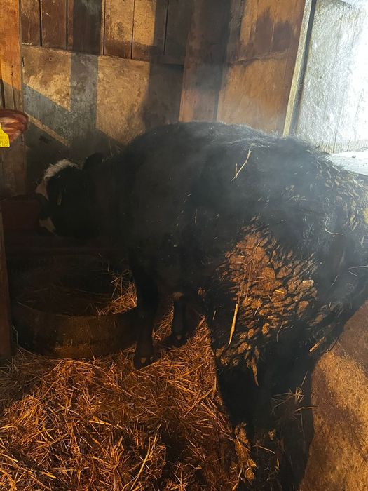 Продам тёлку 10месяцев