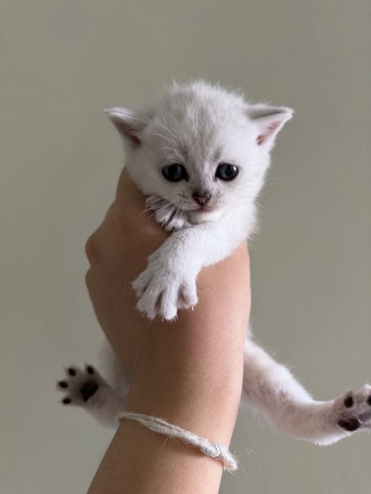 Котята шотландские вислоухие
