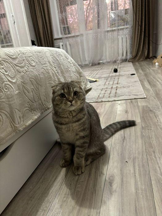 Веслаухая кошка  50к