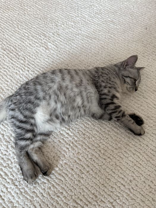 Продам котенка скоттиш страйт