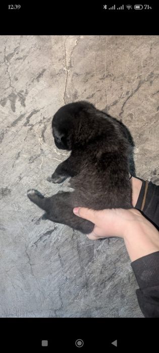 Щенки   бесплатно