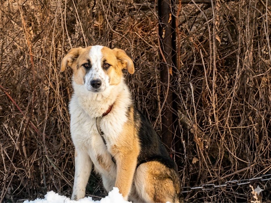 Умная, добрая собака