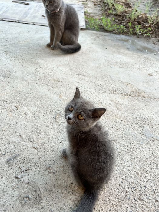Скоттиш Страйт мальчик