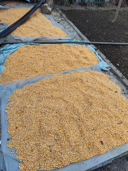 Кукуруза чищенная