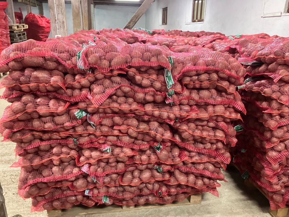 Cartofi consum, rosu, 1,1ron/kg