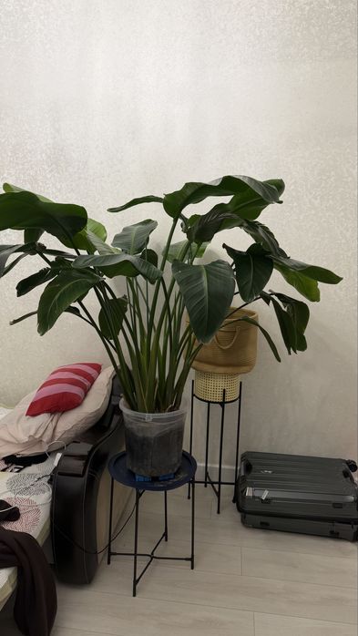 срочно продам Стрелецию Николая