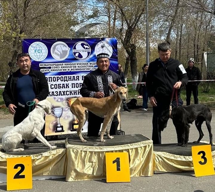 Дрессировка собак