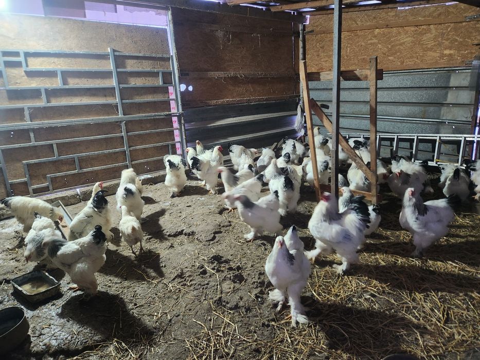 Cocosi si Gaini Brahma Light Alb cu negru