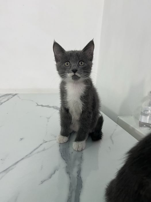 Котята в хорошие руки