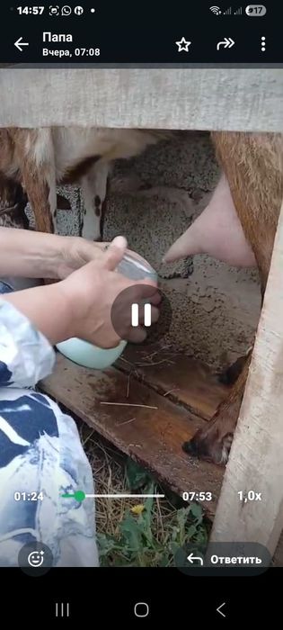 Нубиский  ешкі  сатылады
