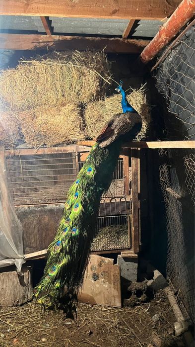 Павлин сатылады