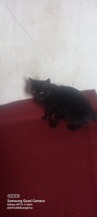 Qora mushuk      2667