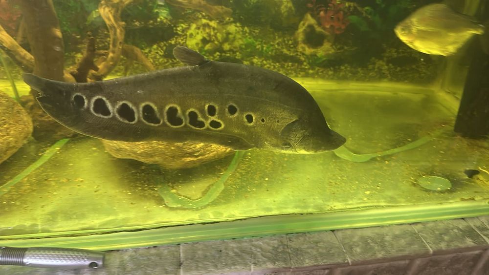 Продам рыбу ножа