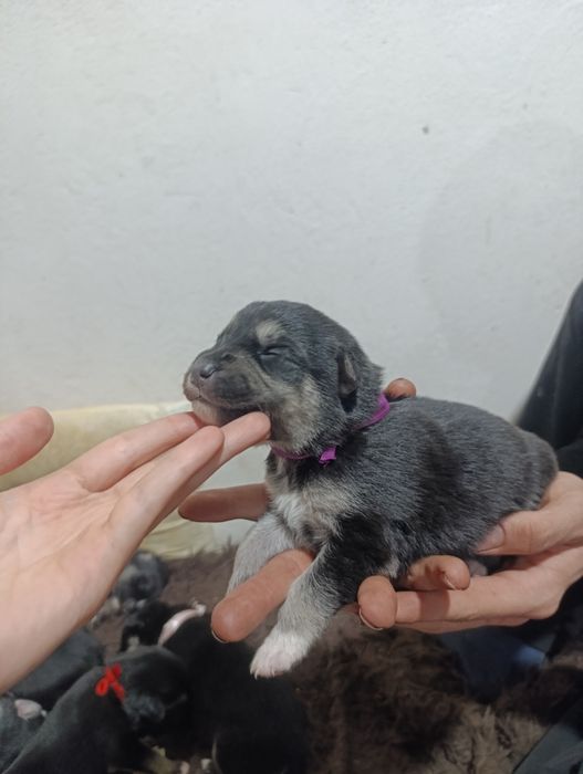 Щенки Помесь Овчарка и Хаски