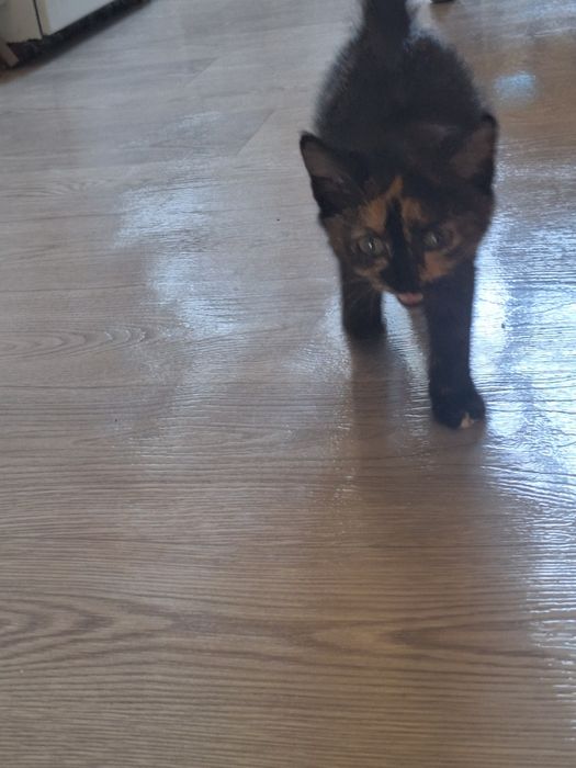 Котята девочки 2 месяца