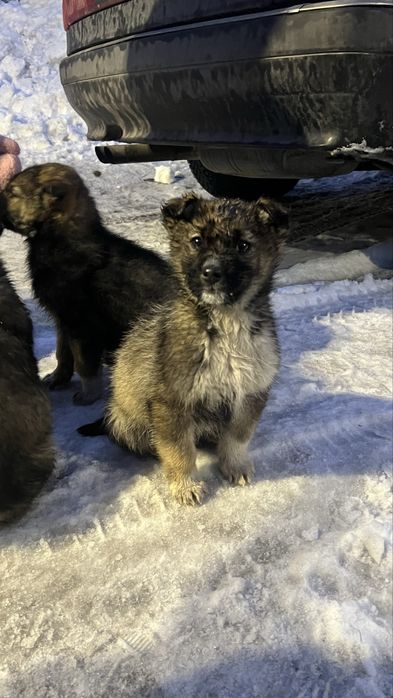 Щенки в добрые руки