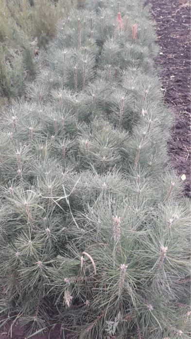 Сеянцы деревьев хвойных