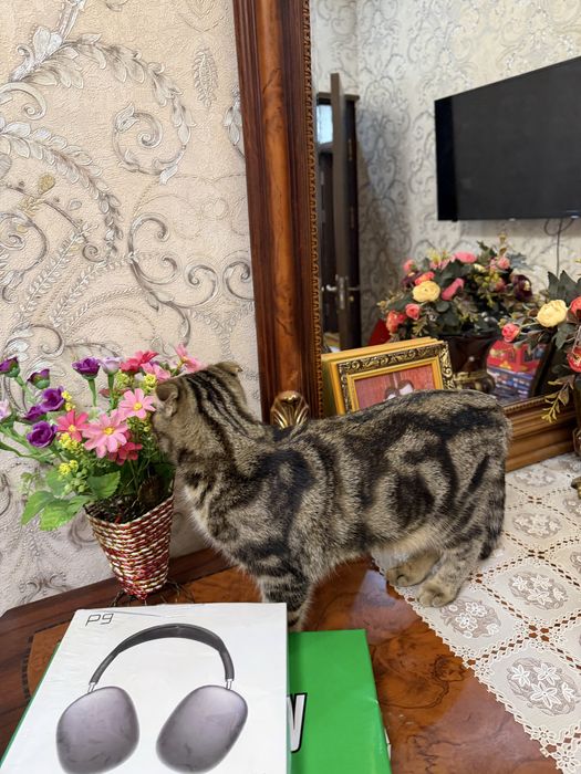 Srochna mushuk sotiladi 7oyli o’g’il bola FOLD