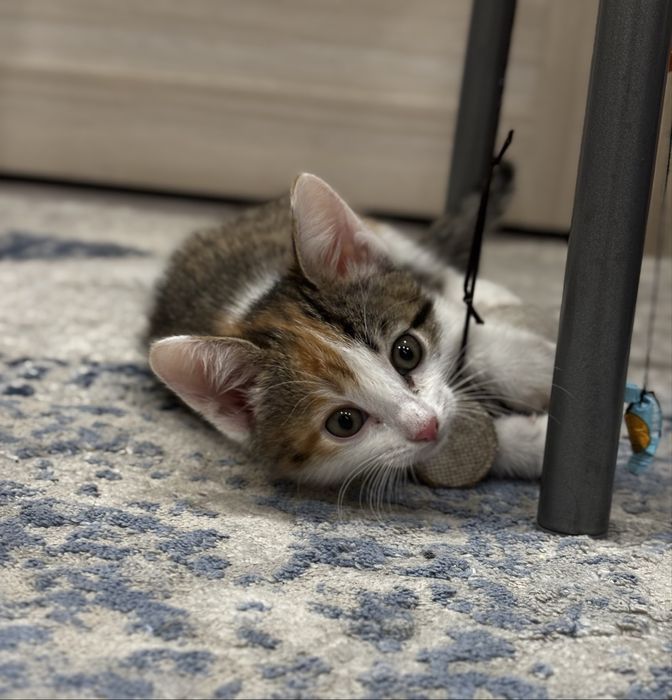 Ищу семью для милой девчонки