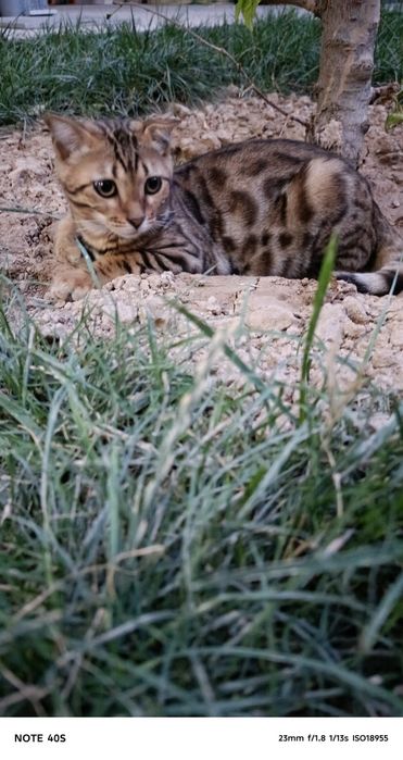 Кошки Бенгальские