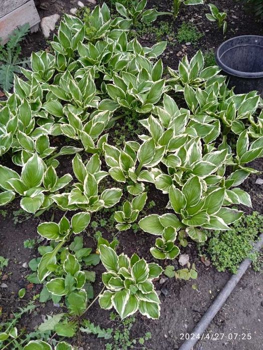 Продам Хоста пестролистная