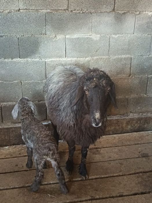 Козылы кой сатылады