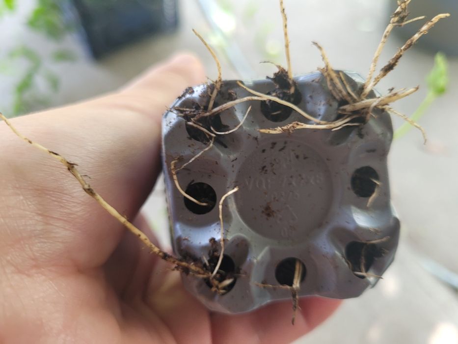 Caprifoi Gold Flame - Mana Maicii Domnului, Lonicera japonica