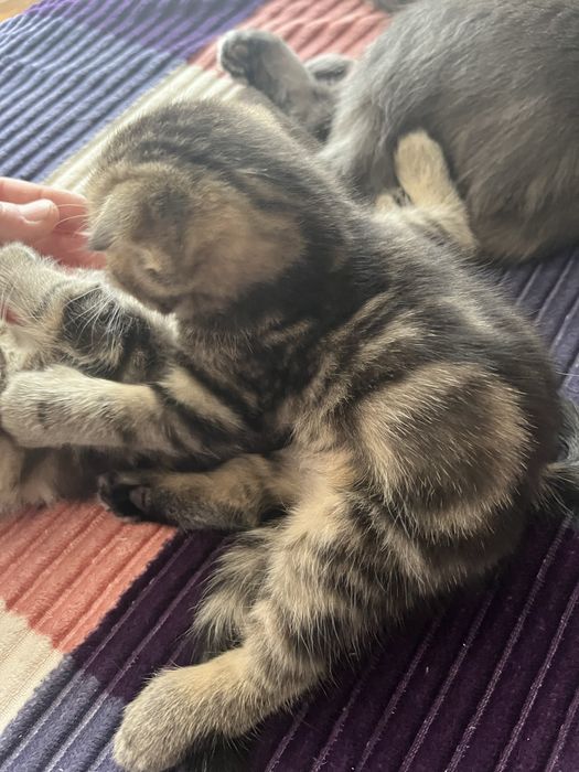 Скоттиш Фолд котёнок