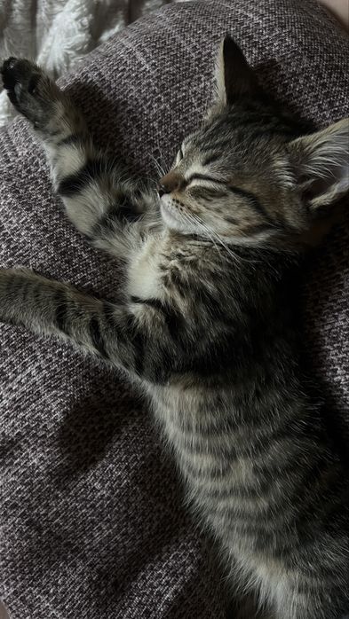 Отдам котеночка в добрые руки!