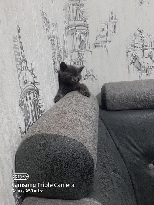 Британский скотиш елите