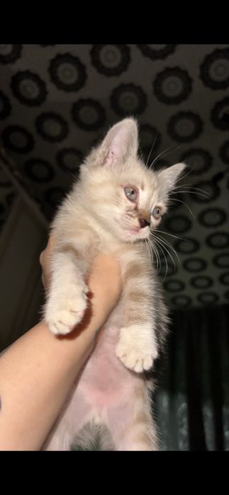 Котенок полу сиамец