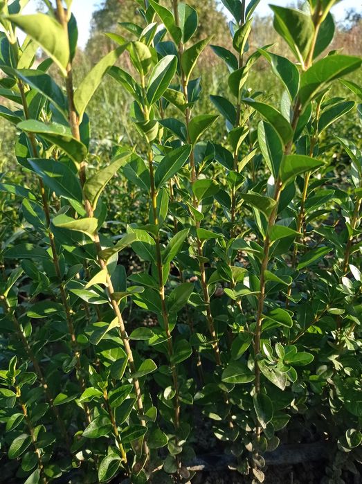 Лигустриум вечно зелен