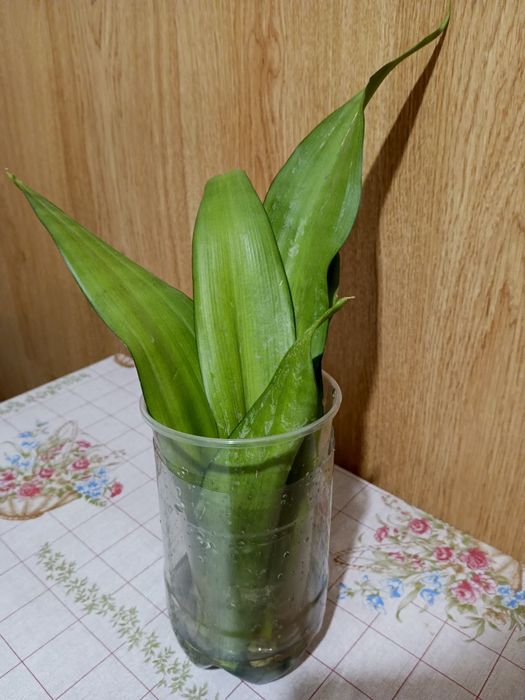 Обмен сансевиерии